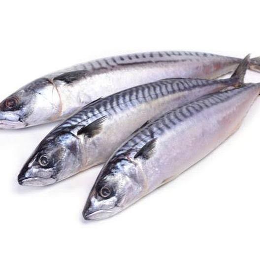 Mackerel Titus 400-600 1kg